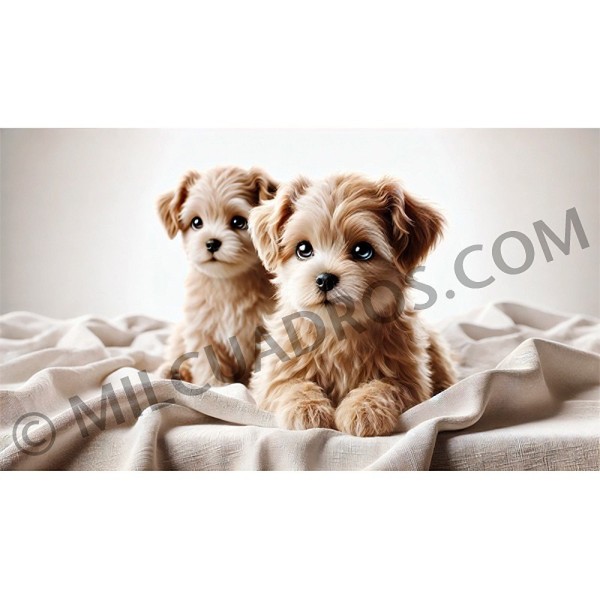 RE-CO-CACHORROS-BLANCOS-2