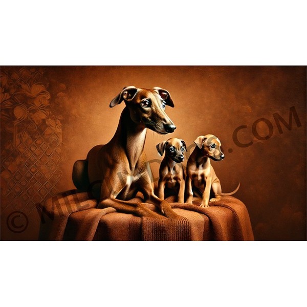 RE-CO-GALGA-Y-CACHORROS