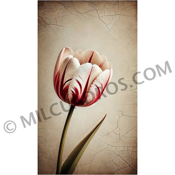 VE-CO-TULIPAN-CARO